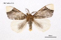 藏品(端白毒蛾)的圖片